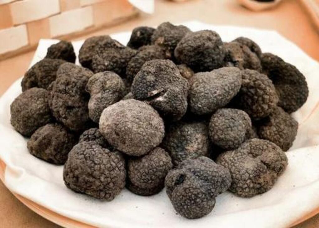 BLACK TRUFFLES CHRISTMAS FOODS IN FRANCE