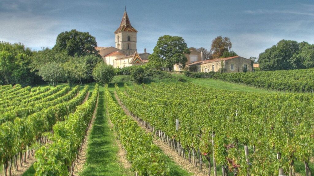 A Day in a French Vineyard in the Charente