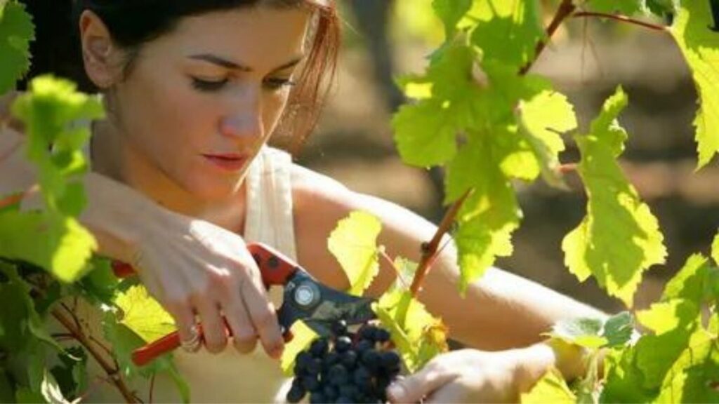 The Annual Grape Harvest in France