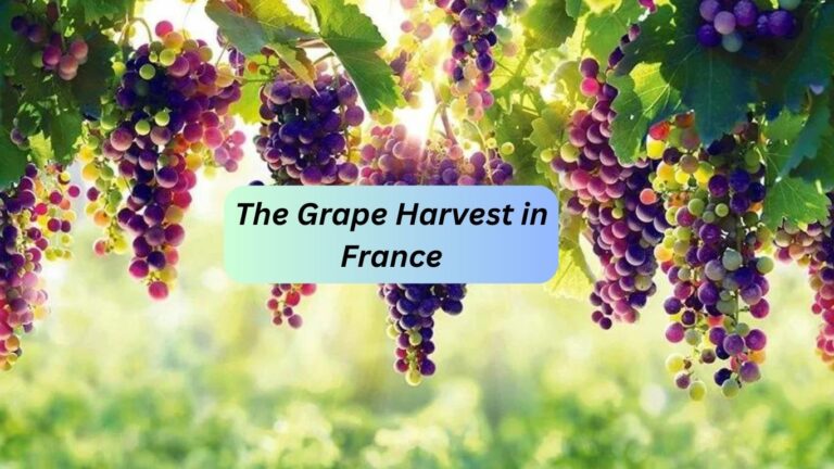 The Grape Harvest in France, 2024 Fête des Vendanges