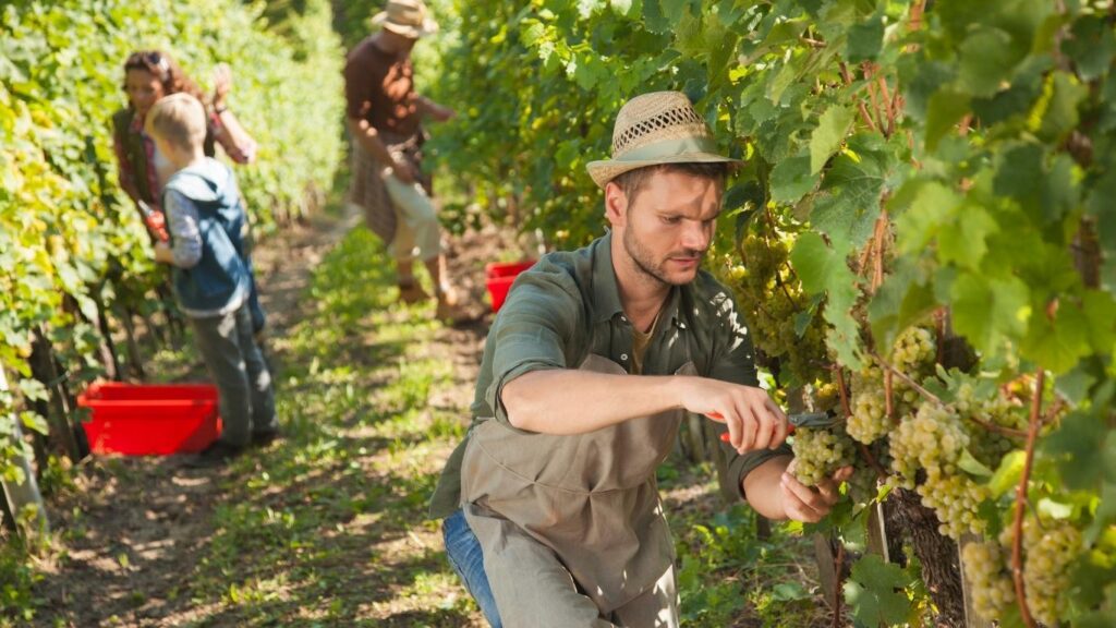 The Grape Picking Experience( The Grape Harvest in France)